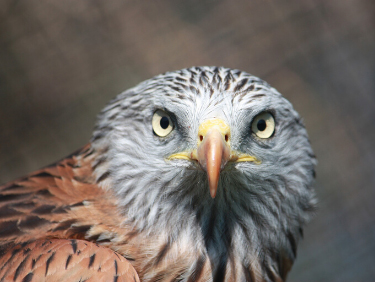 conseil de membre HomeExchange : visiter le parc animalier d'Auvergne