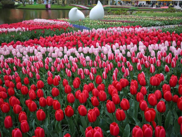 Visite du parc de Keukenhof